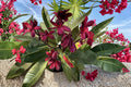 Mavina Plumeria 1 Cutting 10" (Plumeria) Dark Red Frangipani Plant