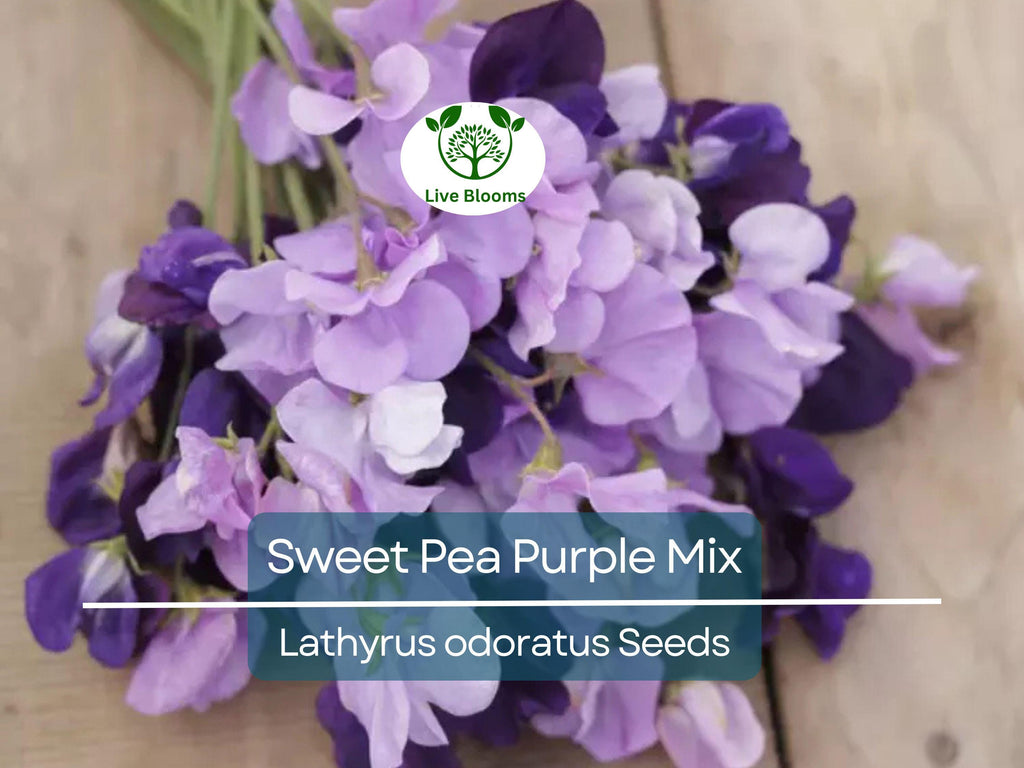 15 Sweet Pea Purple Mix Seeds | Fragrant Climbing Vine, Purple Flowers, Non-GMO, Easy to Grow for Garden Trellis & Arbors