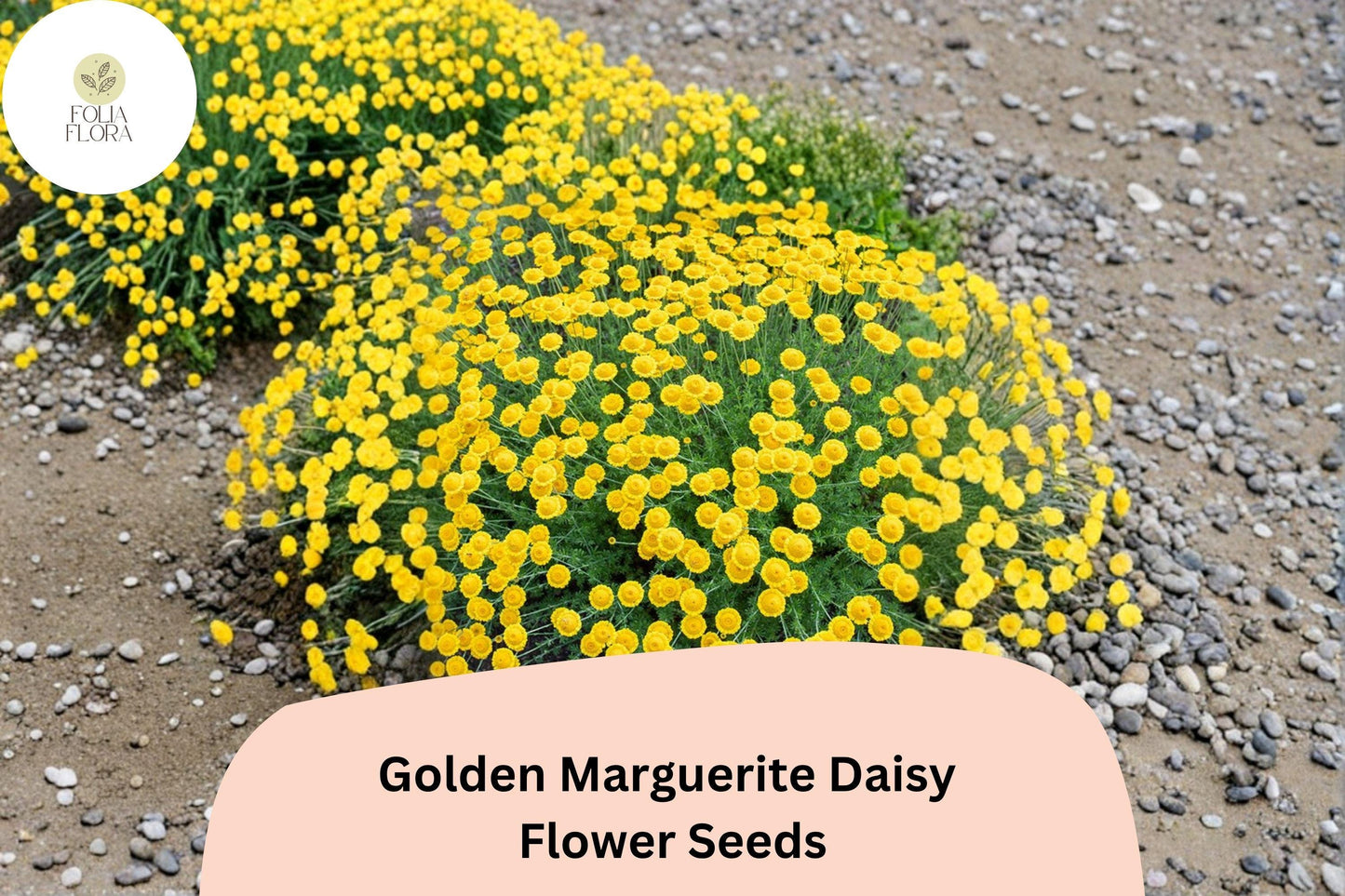 200+ Golden Marguerite Daisy Seeds | Anthemis tinctoria | Yellow Perennial Blooms | Pollinator Garden Flowers