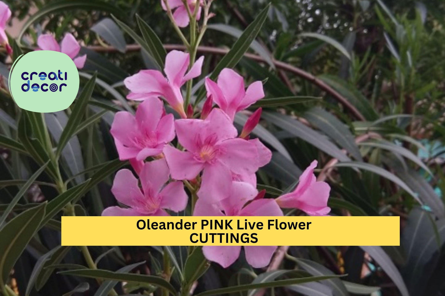 7 Pink Oleander Cuttings | Nerium Oleander Starter Stems | 7" Live Ornamental Flowering Shrub | Propagation Ready
