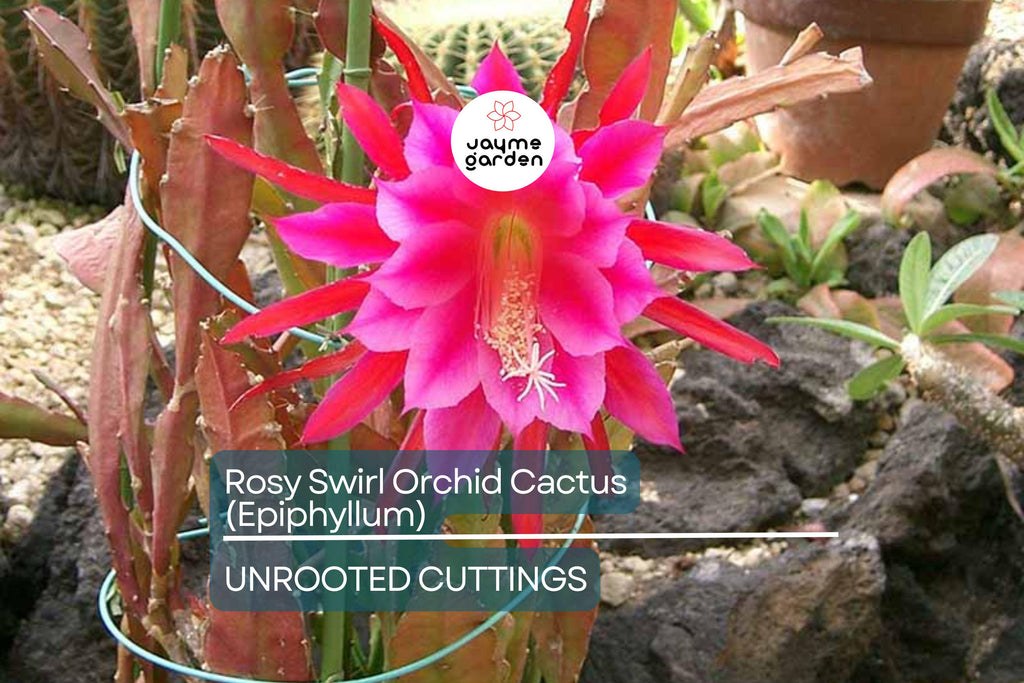 Two Rosy Swirl Orchid Cactus Cuttings (Epiphyllum) - Easy to Root