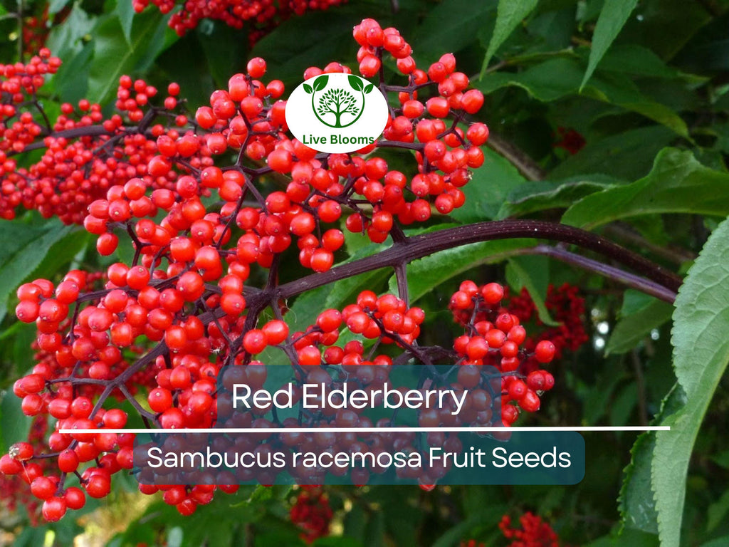 80 Red Elderberry Seeds (Sambucus racemosa), Tree Shrub, Edible Fruit, Berry, Herb, Garden Starter, Wild Elderberry, High Yield Plant