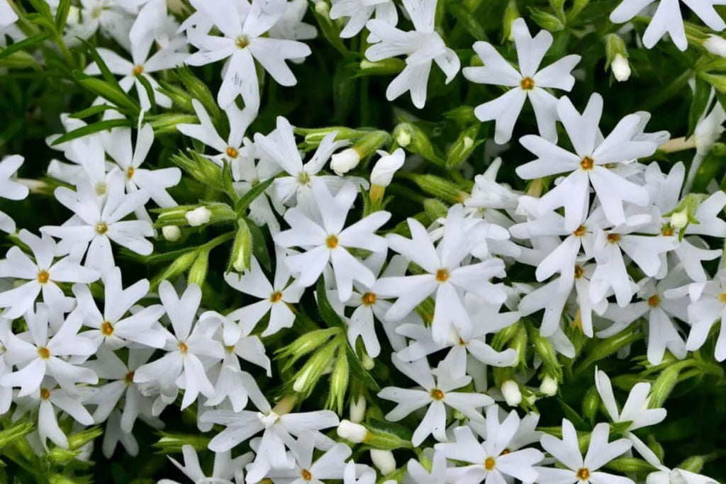 Snowflake Creeping Phlox Seeds - 100+ White Ground Cover Seeds - USA Grown -  - Drought Tolerant - Butterfly Garden - Perennial