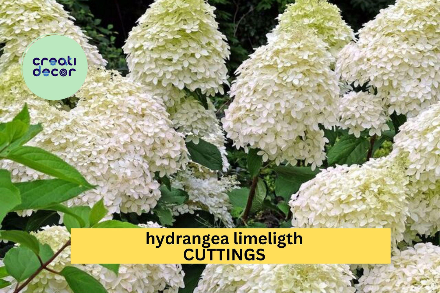 6 Limelight Hydrangea Rooted Cuttings – 6–10" Healthy Starts with Bright Green-White Blooms, Hardy Shrub for Garden Planting – USA