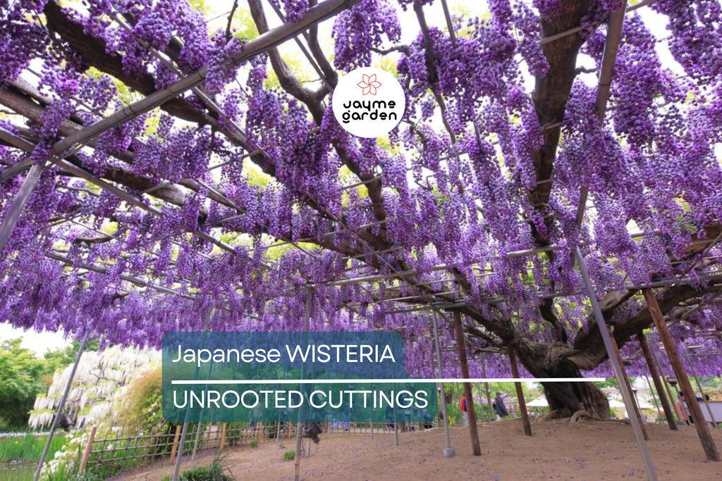 Japanese Wisteria Cuttings - 10 Fresh Softwood Cuttings (5-8 in) - Fragrant Purple Flowers, Fast Blooming, Ready to Grow
