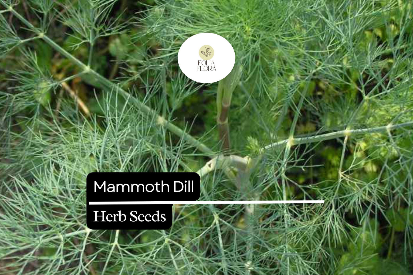 500 Seeds Mammoth Dill (Anethum graveolens) – Aromatic Herb for Culinary Use and Pollinator Gardens