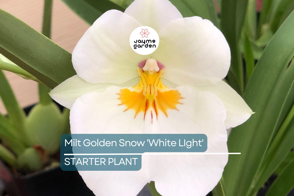 Milt Golden Snow 'White Light' Orchid Plant | Live Seedling in 3" Pot | Sub-Tropical | Indoor & Outdoor | Elegant White Blooms