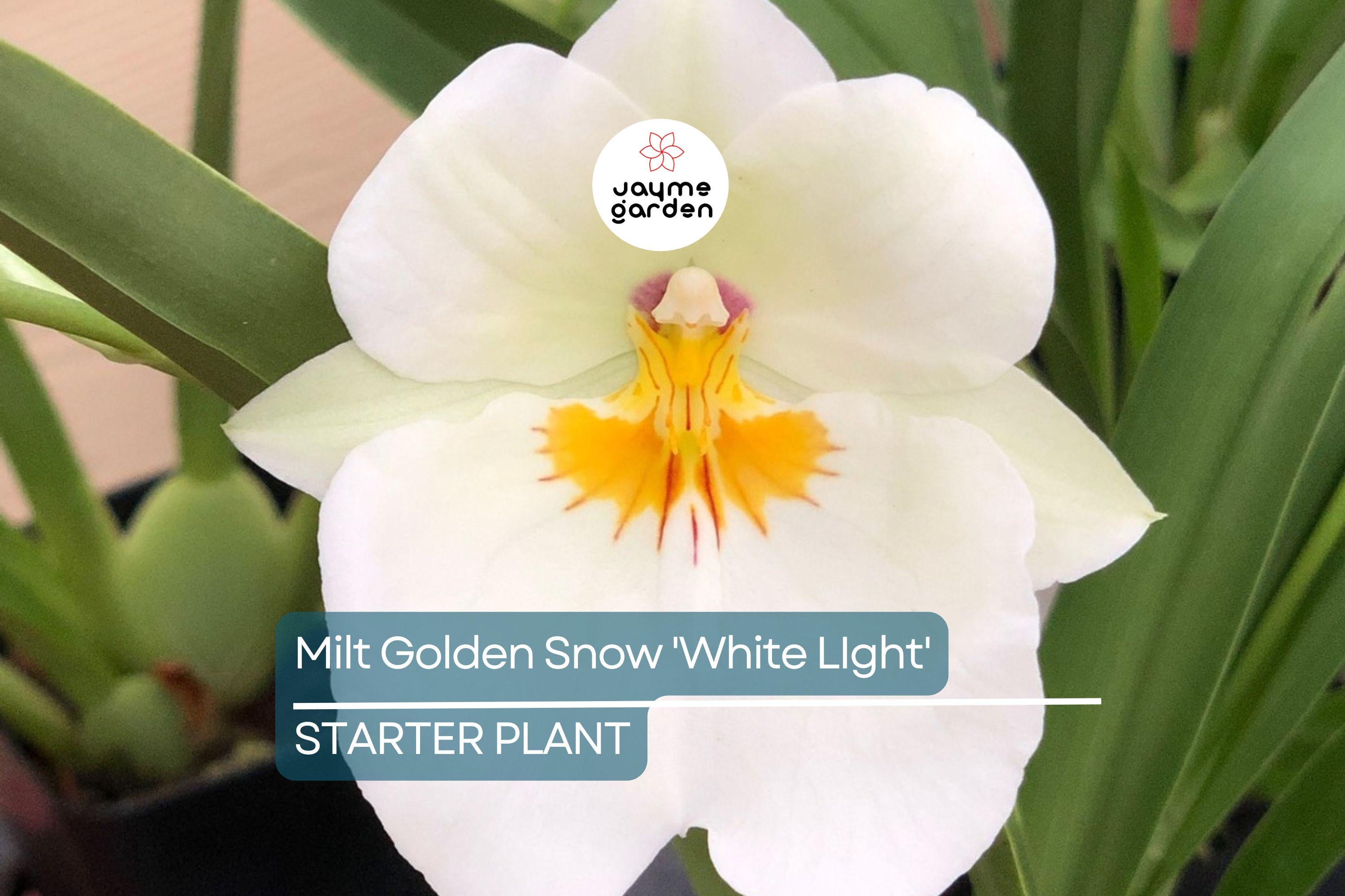 Milt Golden Snow 'White Light' Orchid Plant | Live Seedling in 3" Pot | Sub-Tropical | Indoor & Outdoor | Elegant White Blooms