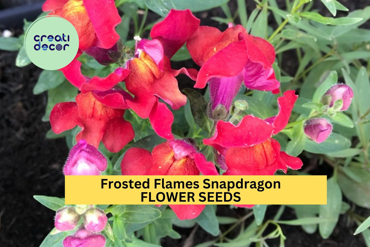 1000+ Frosted Flames Snapdragon Seeds – Variegated Foliage & Bright Blooms for Garden Planting, Unique Border Flowers – USA