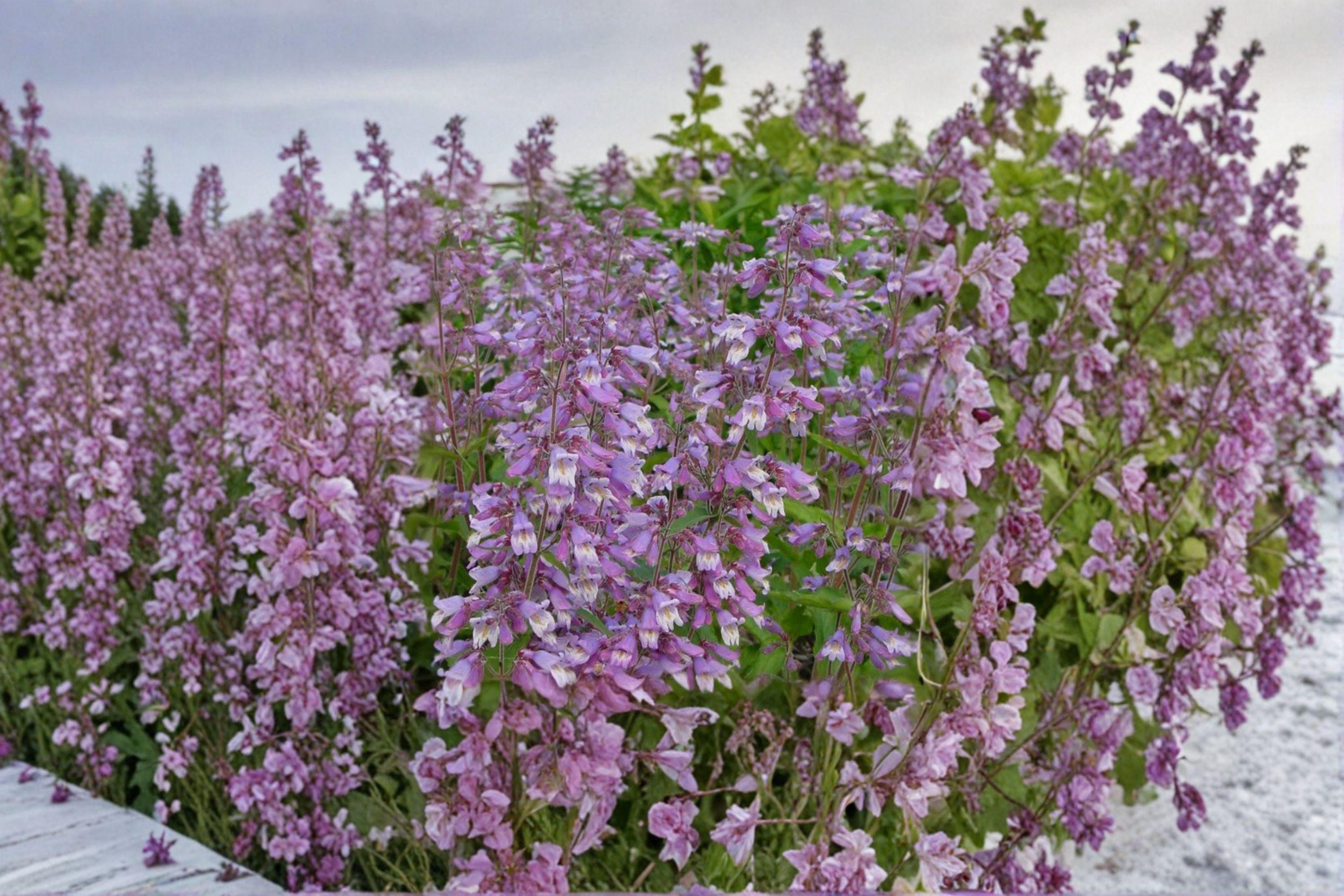 Hairy Beardtongue Seeds – Penstemon hirsutus | 100 Seeds | Native Wildflower for Pollinator & Woodland Gardens