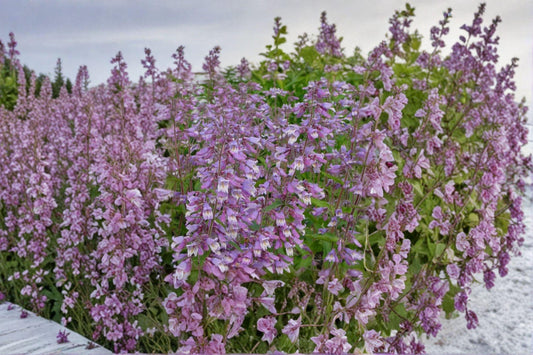 Hairy Beardtongue Seeds – Penstemon hirsutus | 100 Seeds | Native Wildflower for Pollinator & Woodland Gardens