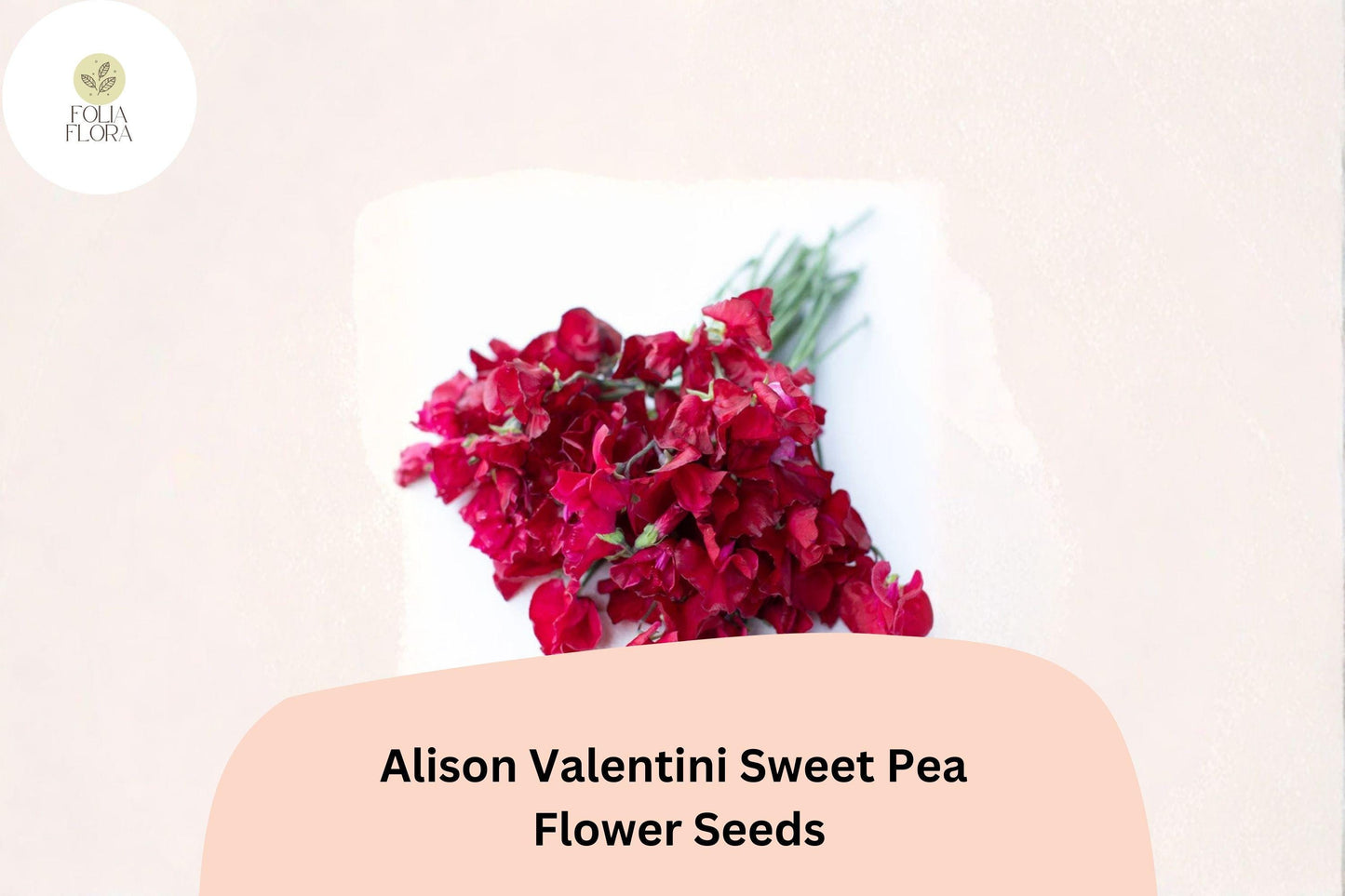 Alison Valentini Sweet Pea 50+ Seeds for Planting – Fragrant Pink Climbing Flower Vine