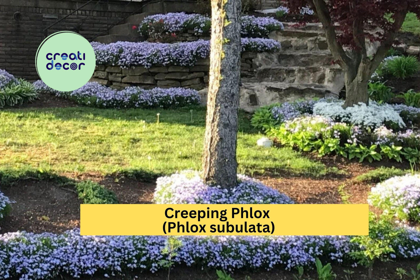 8 Creeping Phlox Live Plants | Lavender Perennial Groundcover | Hardy Flowering Bare Root Starter Plants for Outdoor Landscaping