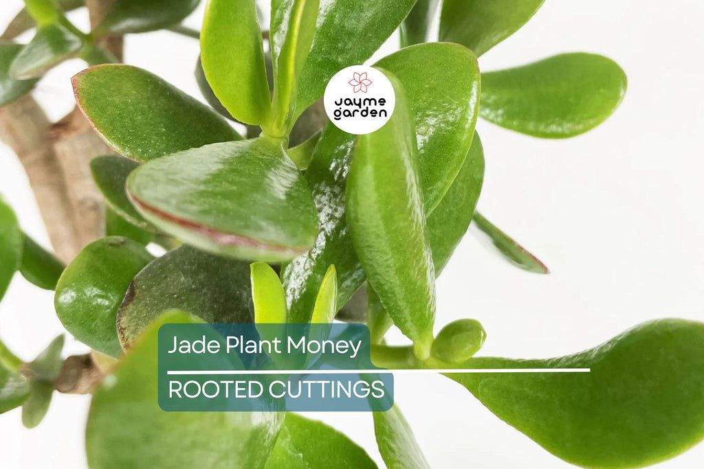 2 Rooted Jade Plants – Money Plant – Live Succulent Crassula Argentea – Easy to Grow – No Pot – Ready to Plant