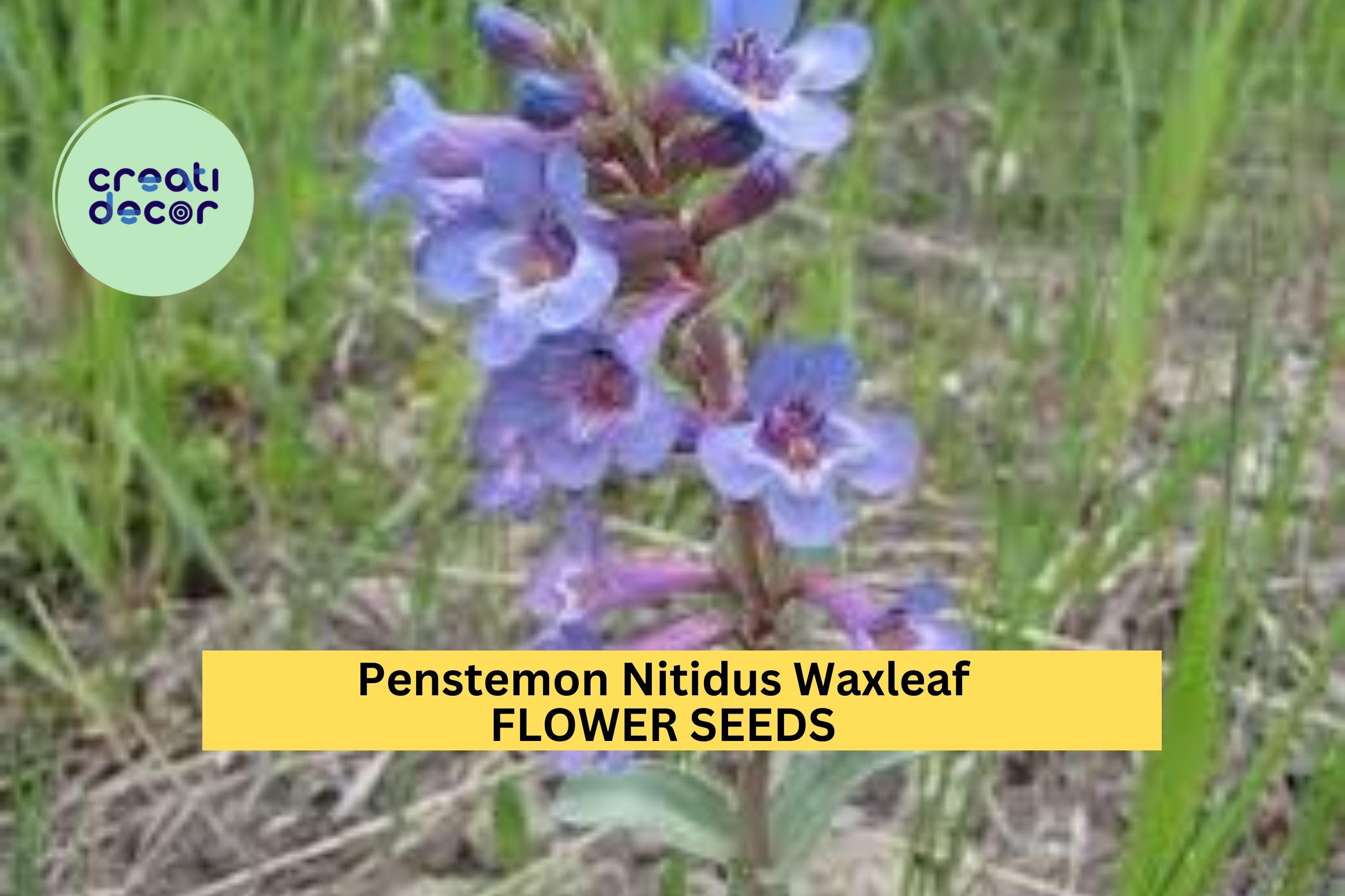 3pcs of 100mg Penstemon nitidus Seeds – Waxleaf Beardtongue for Dry Gardens, Pollinator Habitat, and Native Landscaping Seeds for Planting