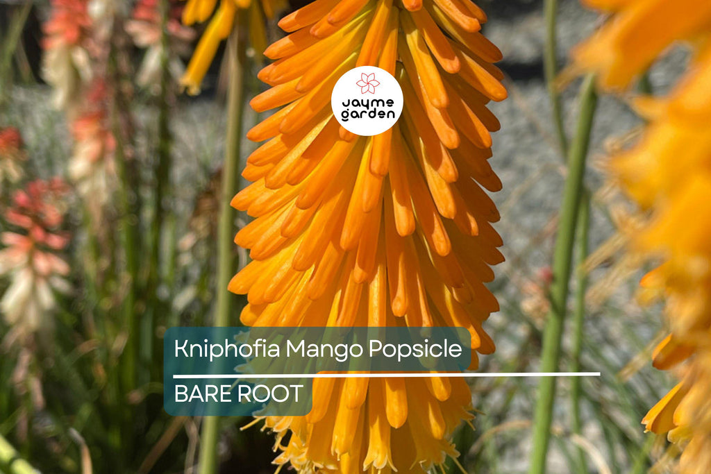 Kniphofia ‘Mango Popsicle’ – 1 Bare Root Hot Poker Plant, Perennial, Drought-Tolerant, Orange Blooms