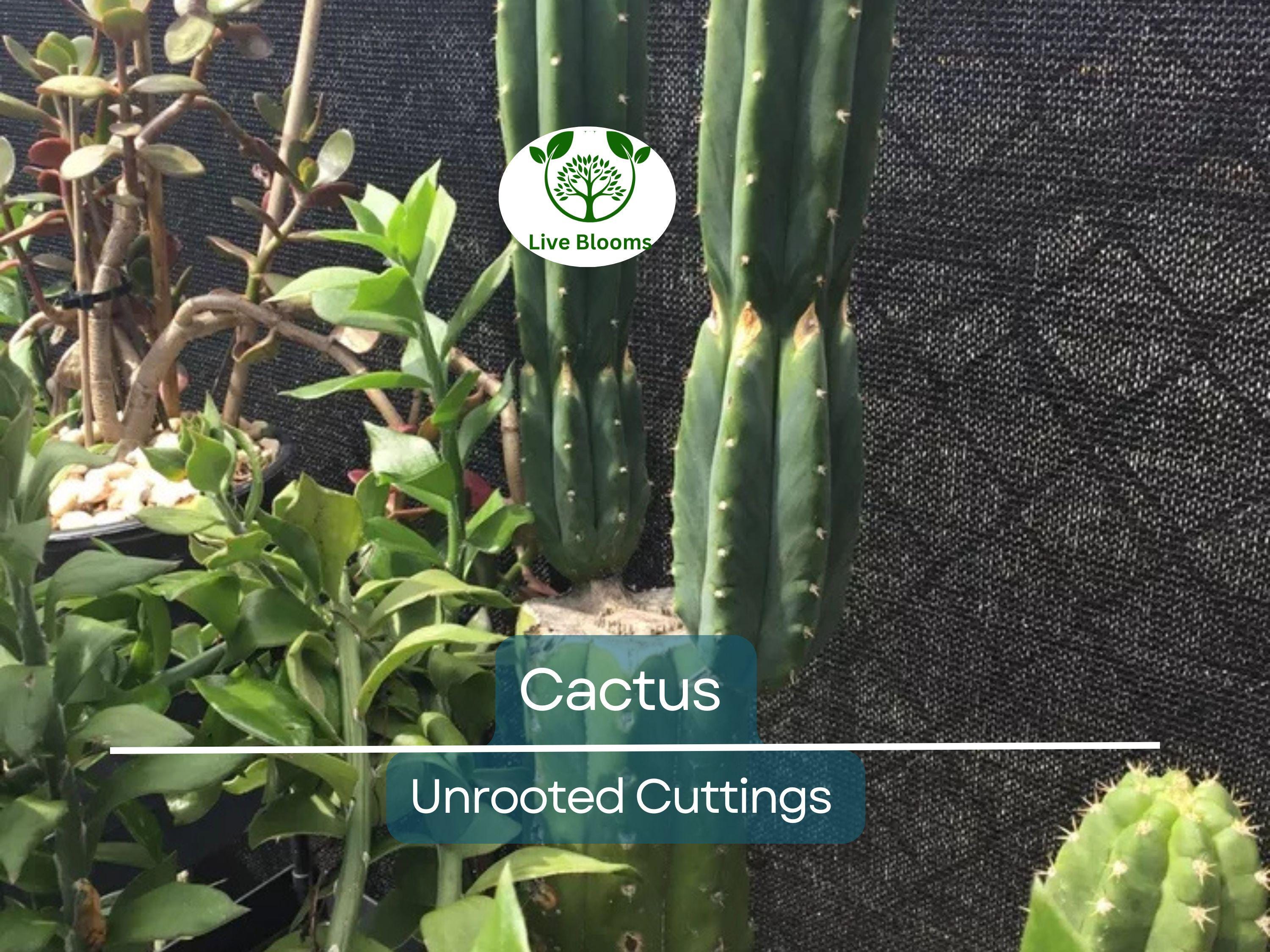 1 Foot Cactus Unrooted Cuttings – Perfect for Propagation, Garden Cactus, Easy-to-Grow, Ideal for DIY Projects
