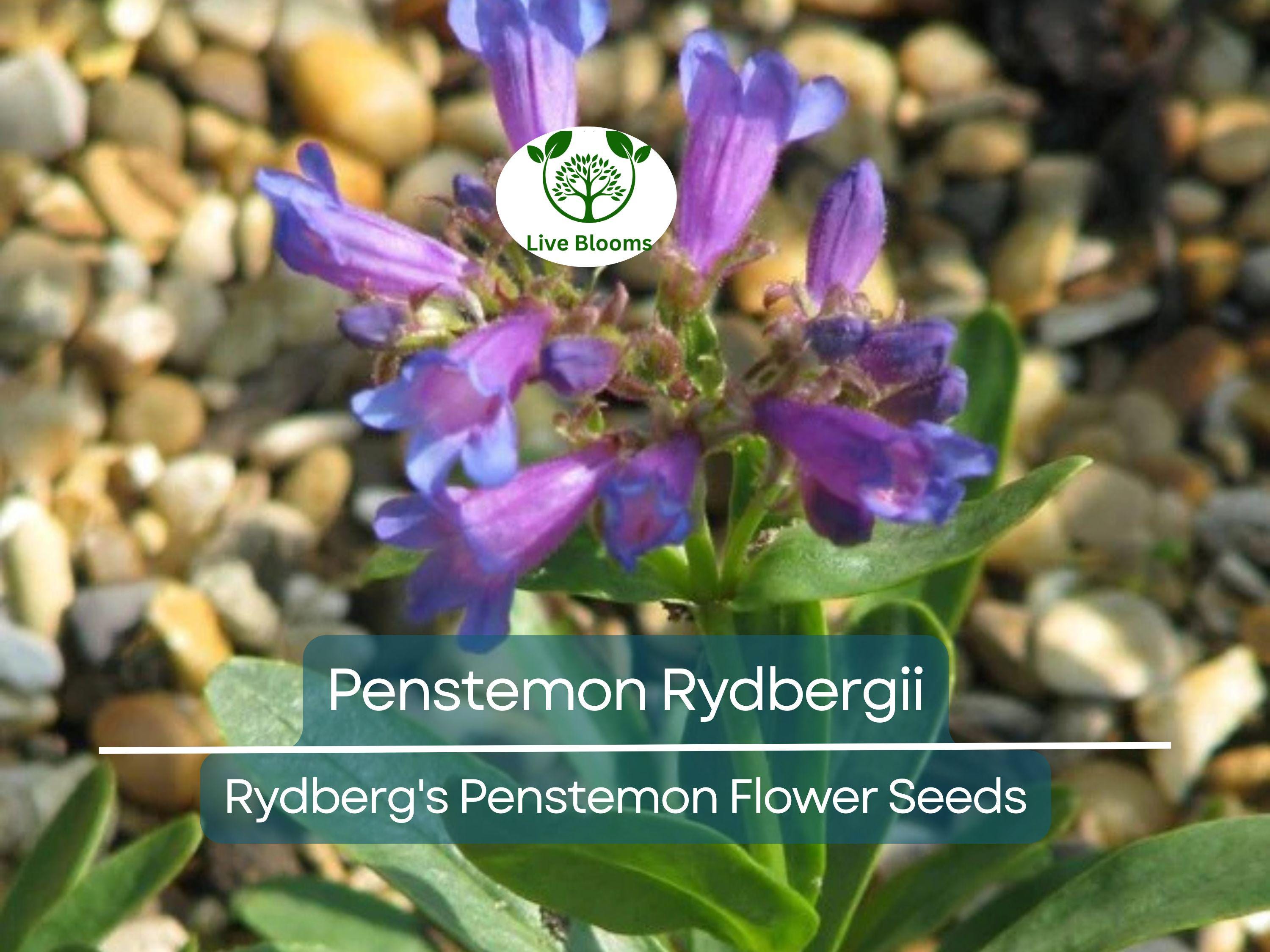 100 mg Seeds Penstemon Rydbergii (Rydberg's Penstemon) for Planting | Native Wildflower for Pollinator Gardens & Low-Maintenance Landscapes