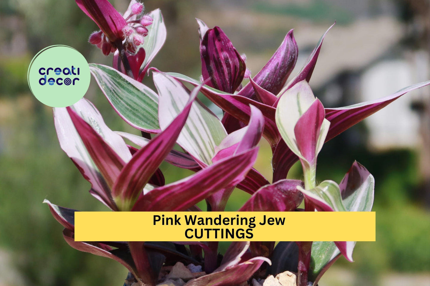 5 Tradescantia Nanouk Cuttings – Rare Pink Wandering Jew | Colorful Unrooted Stems for Pots, Propagation, or Hanging Houseplants