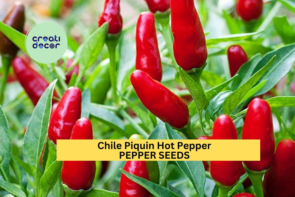 3pcs of 300mg Chile Piquin Hot Pepper Seeds – Tiny Spicy Chiles for Containers, Salsa, and Compact Garden Growing Seeds for Planting