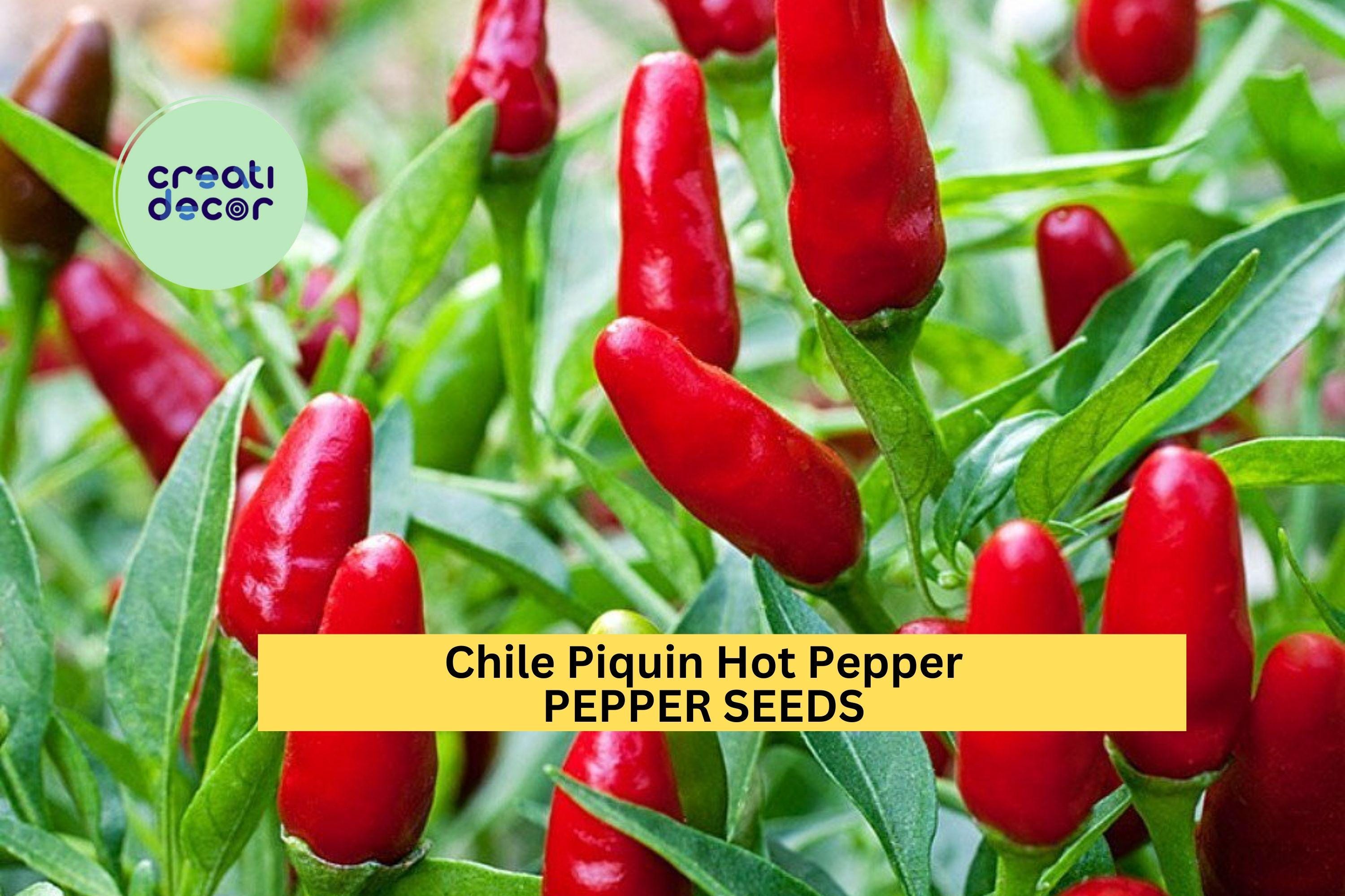 3pcs of 300mg Chile Piquin Hot Pepper Seeds – Tiny Spicy Chiles for Containers, Salsa, and Compact Garden Growing Seeds for Planting