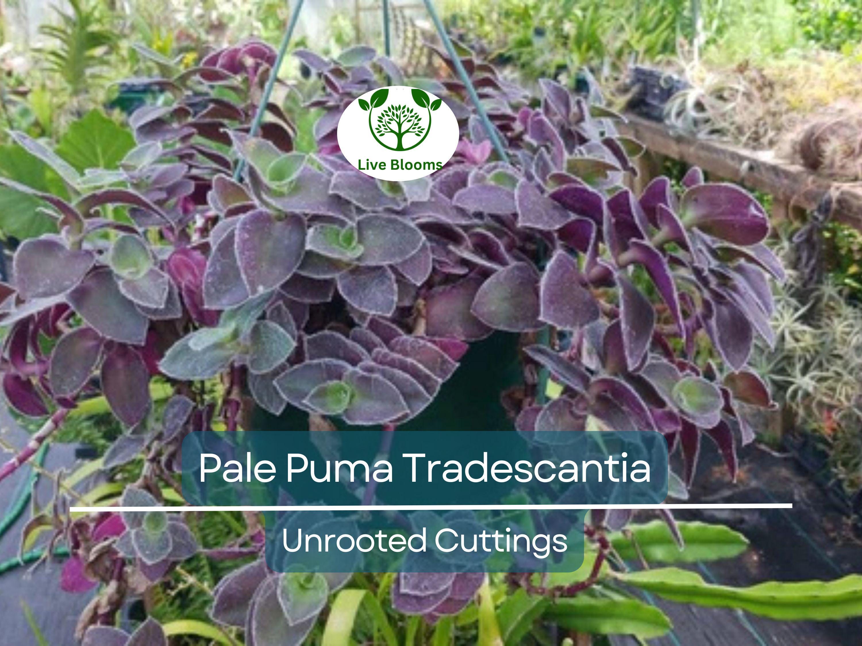 5 Tradescantia Wandering Jew 'Pale Puma' Unrooted Cuttings, Fuzzy Purple Plant, Tradescantia pallida, Indoor Plant, Rare Colorful Cuttings