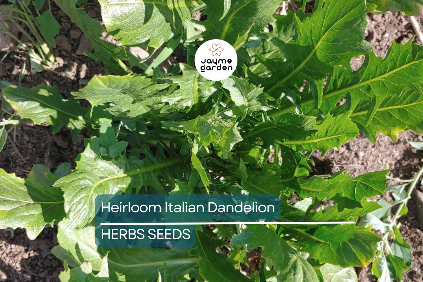 1000 Heirloom Italian Dandelion Seeds - Catalogna Emerald Endive (Cichorium intybus) - Slow-Bolting Chicory