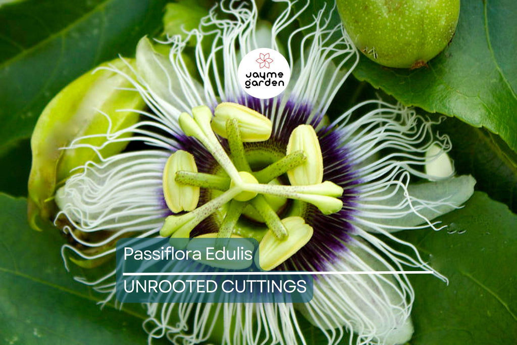 Passiflora Edulis Passion Fruit Vine – 12” Live Plant with Pot, Ready to Grow