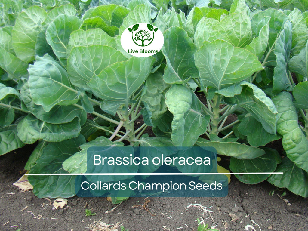 300 Seeds Collards Champion – Brassica oleracea | Heirloom Collard Greens for Planting, Gardening & Nutritious Harvests
