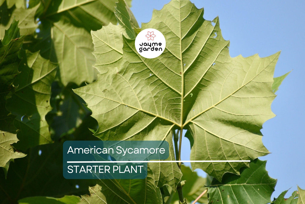 American Sycamore Tree Starter Plant | Live Bare Root | Fast-Growing Shade Tree for Zones 3-9 | 2-3 Feet Tall