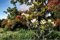 Southern Magnolia 1 Live Plant 18" Tall (Magnolia grandiflora) Evergreen Tree
