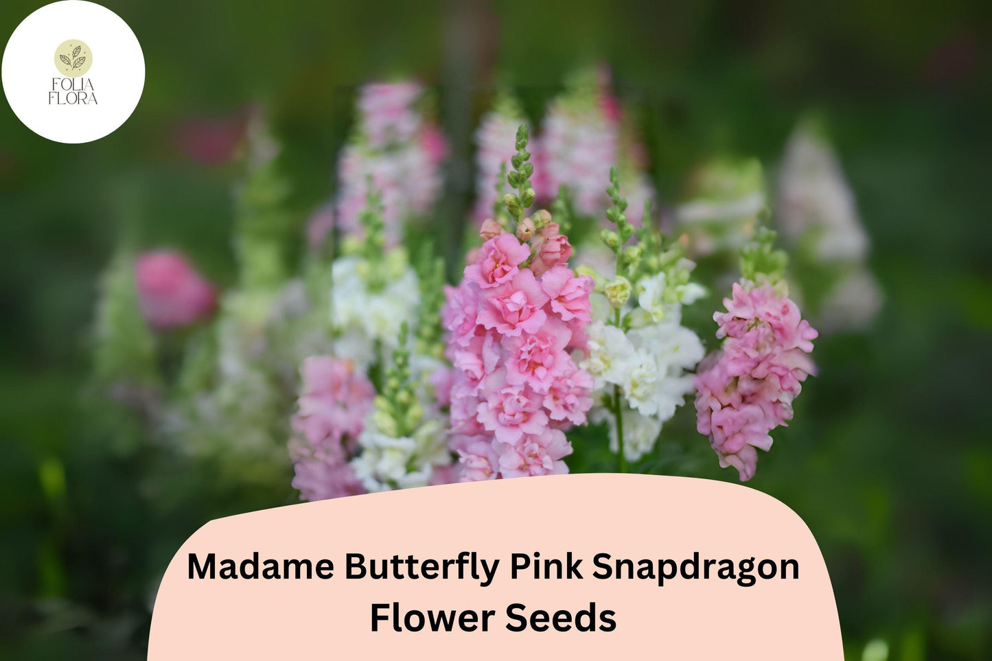 Antirrhinum majus Madame Butterfly Pink Snapdragon Seeds – 1000+ Ruffled Blooms for Garden & Cut Flowers