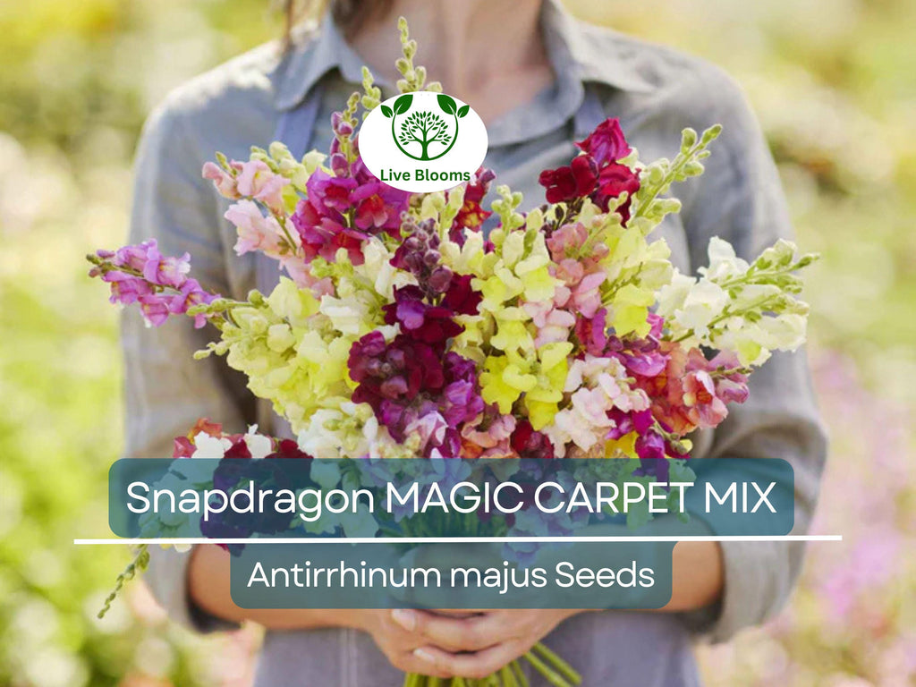 200 Seeds Snapdragon MAGIC CARPET Mix Multicolored Blooms, Non-GMO, Butterflies, Antirrhinum Majus, Flowering Plants, Garden, Perennial