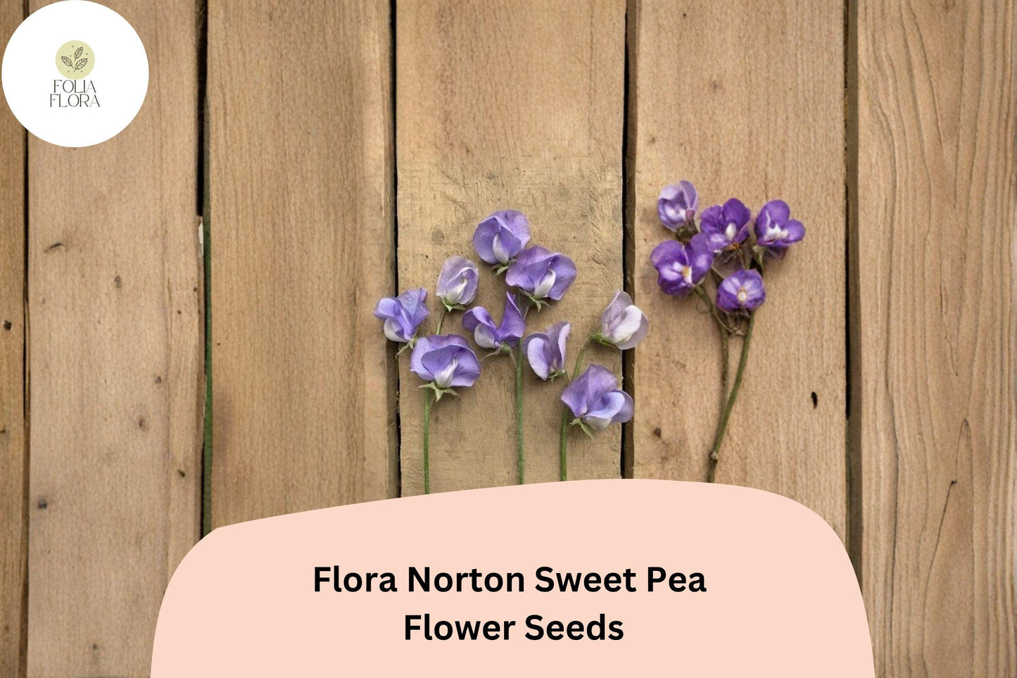 50+ Flora Norton Sweet Pea Seeds | Fragrant Blue Flower for Garden Trellis, Fence & Cut Flowers