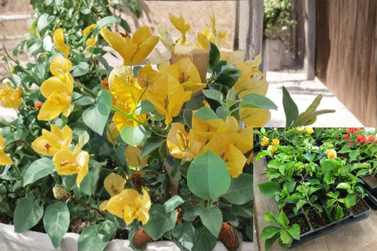 Bougainvillea California Gold 1 Rooted Cutting (Bougainvillea) Live Plant