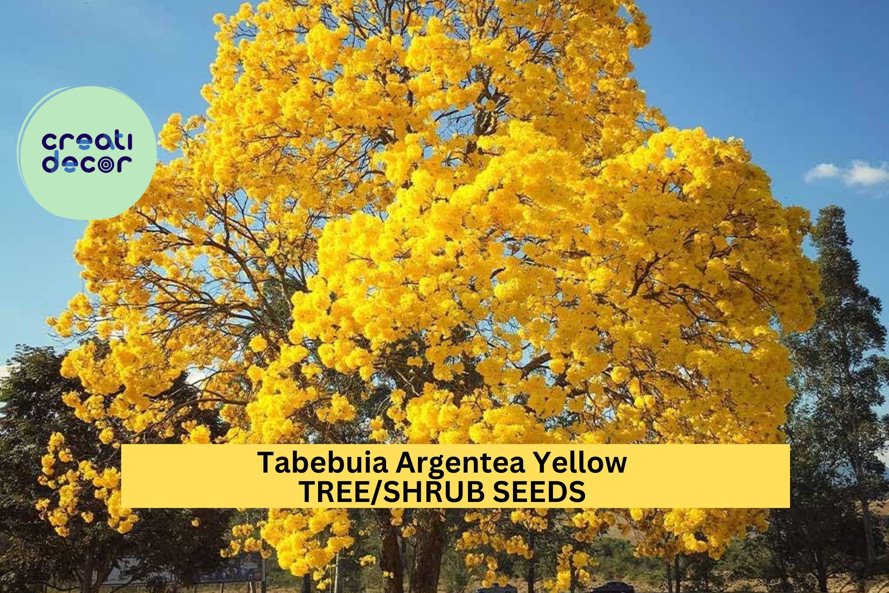 Tabebuia Argentea Seeds – Golden Trumpet Tree – Yellow Flowering Tree Seeds, Ornamental Tropical Tree, Fast-Growing Landscaping Plant