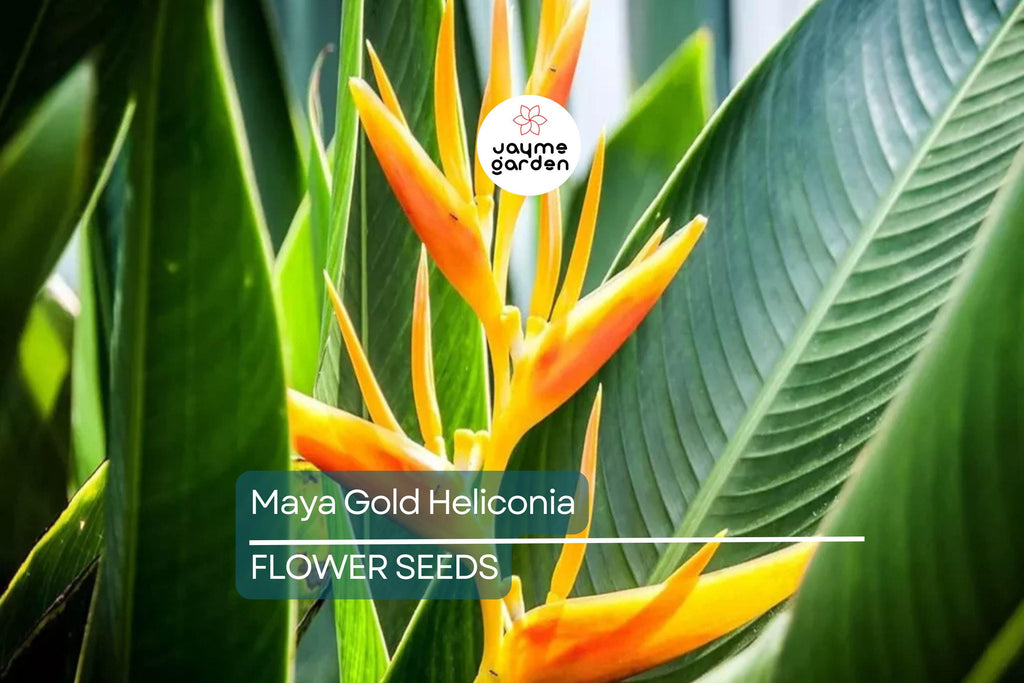 5 Mayan Gold Heliconia Seeds (H. champneana) - Rare Lobster Claw Parrot Beak Flowers