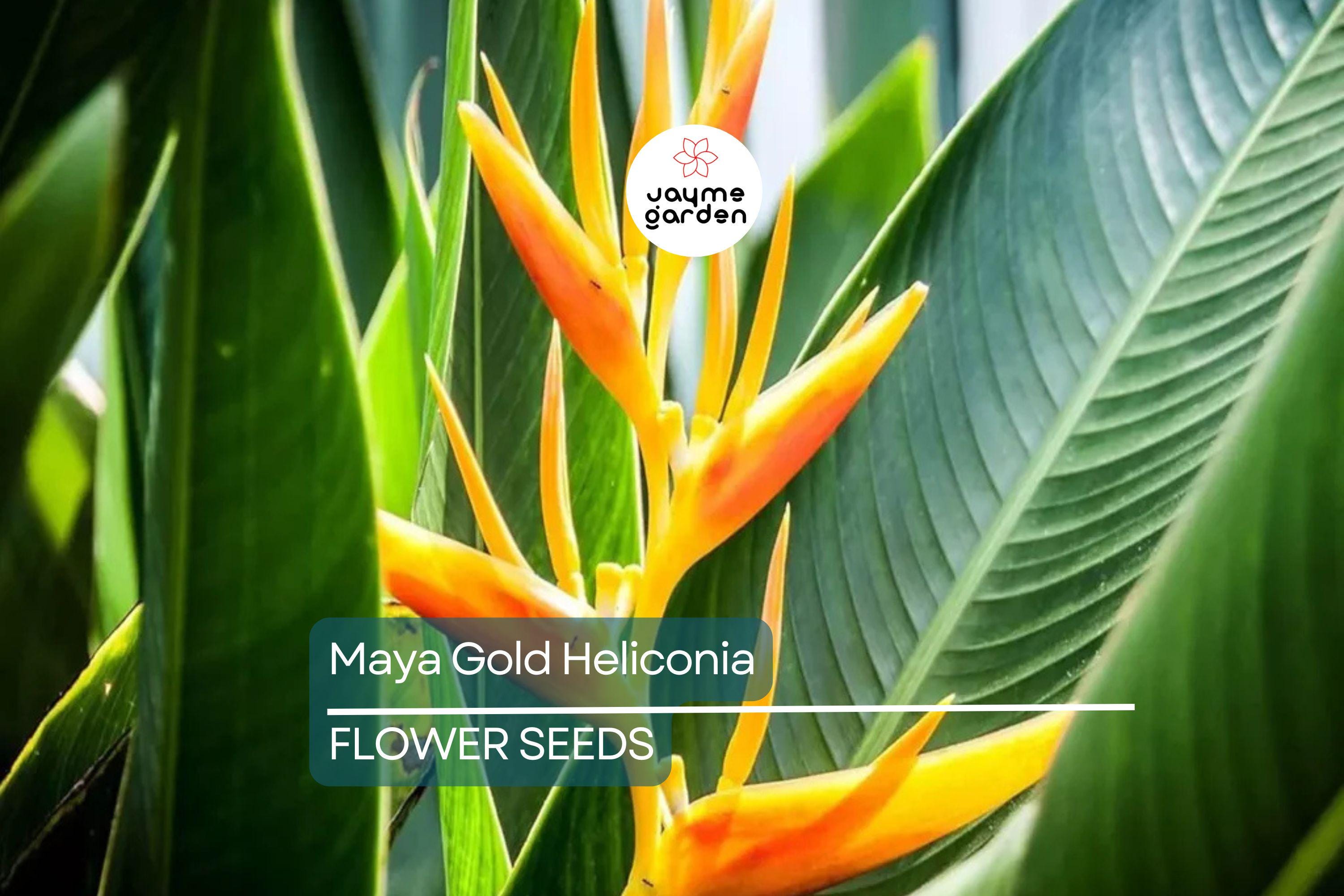 5 Mayan Gold Heliconia Seeds (H. champneana) - Rare Lobster Claw Parrot Beak Flowers