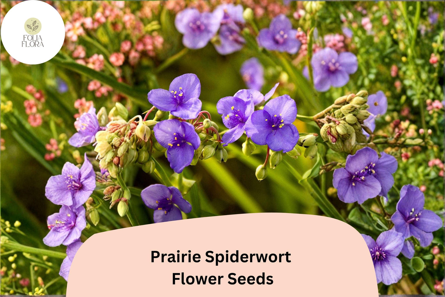 150 Tradescantia bracteata Seeds | Prairie Spiderwort | Native Purple Wildflower for Garden & Pollinators