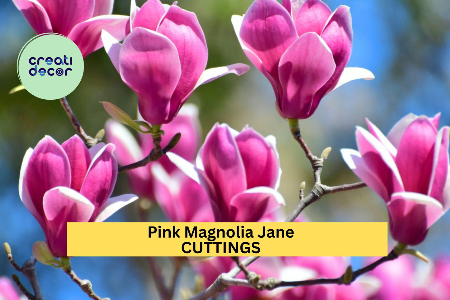 10 Pink Magnolia ‘Jane’ Cuttings – Fresh Live Starts for Garden Planting, Compact Spring-Blooming Tree with Tulip-Shaped Flowers – USA