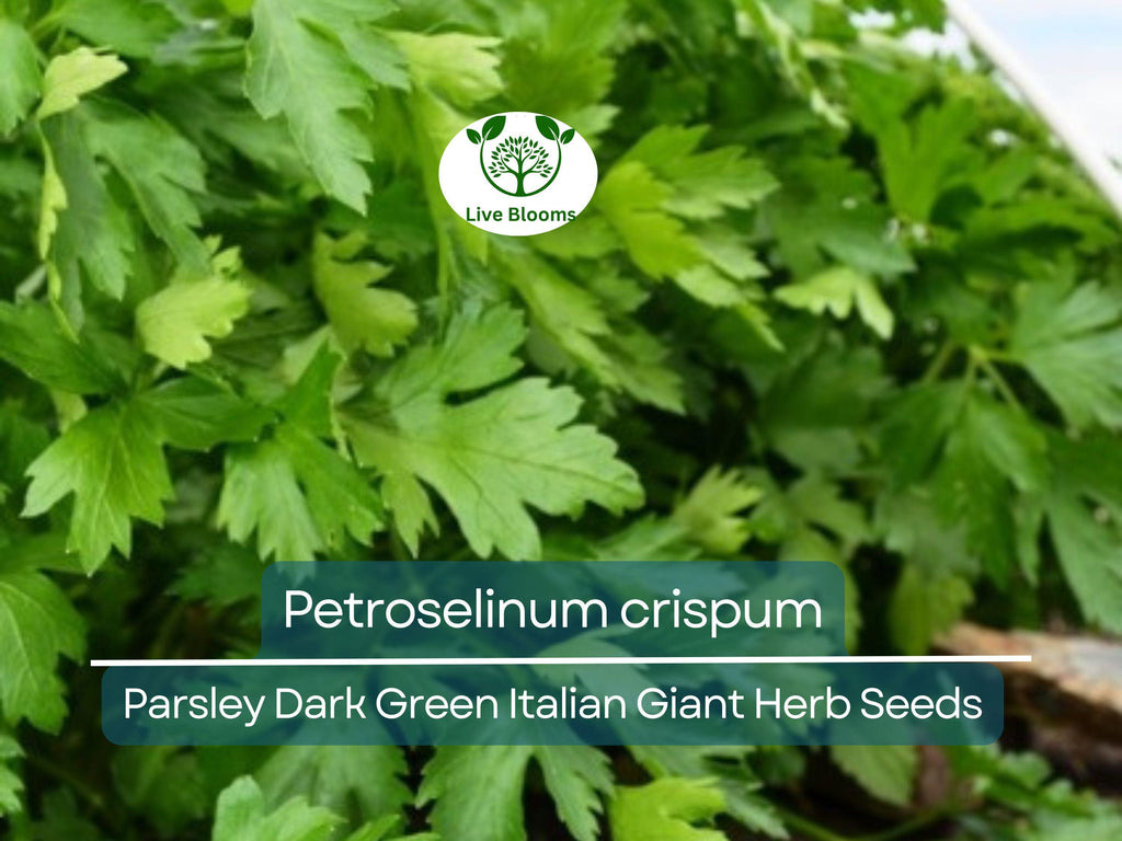500 Parsley Seeds - Dark Green Italian Giant for Planting - Petroselinum crispum - Fresh Herb for Cooking, Garden, & Kitchen Use