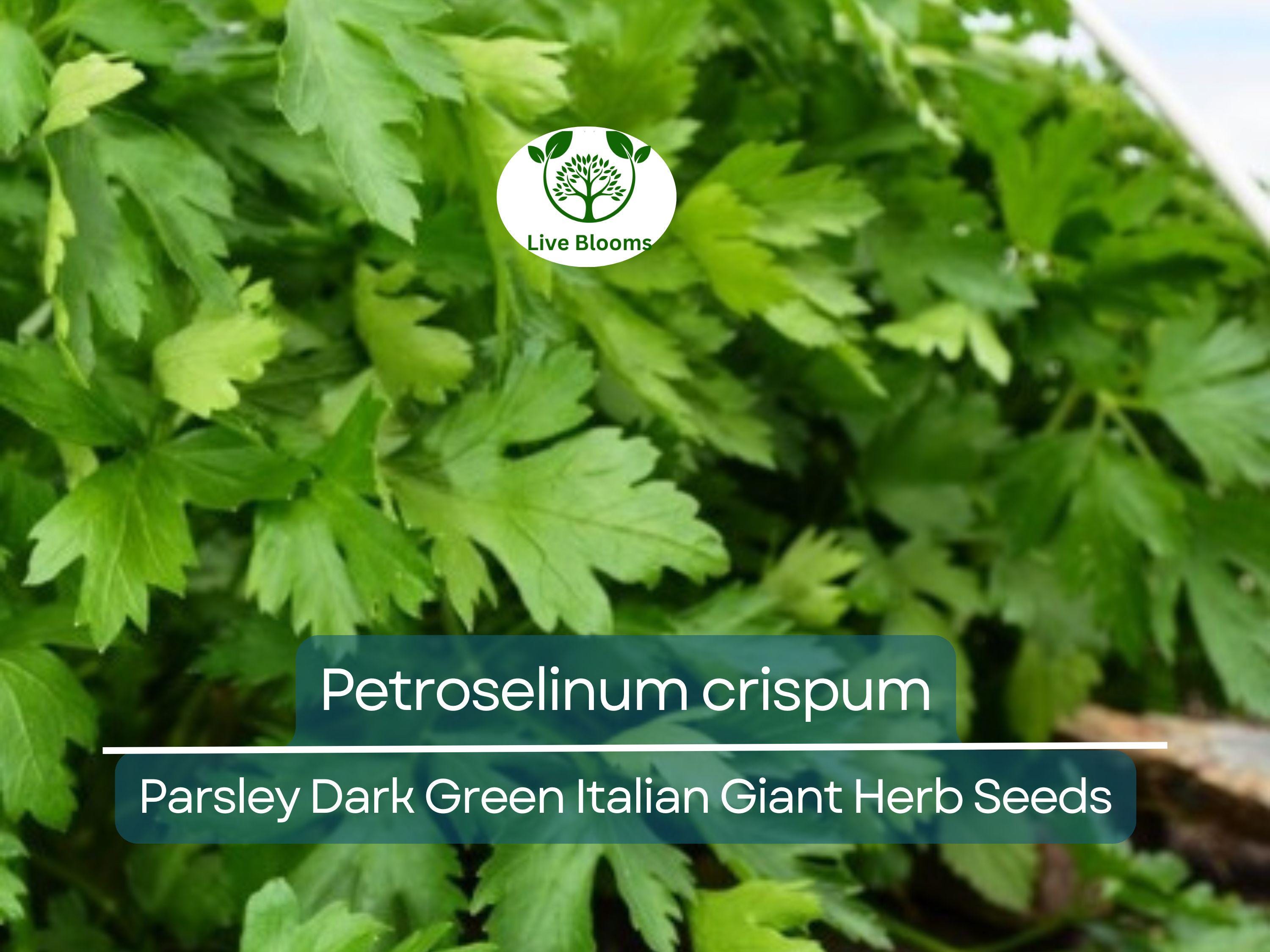 500 Parsley Seeds - Dark Green Italian Giant for Planting - Petroselinum crispum - Fresh Herb for Cooking, Garden, & Kitchen Use