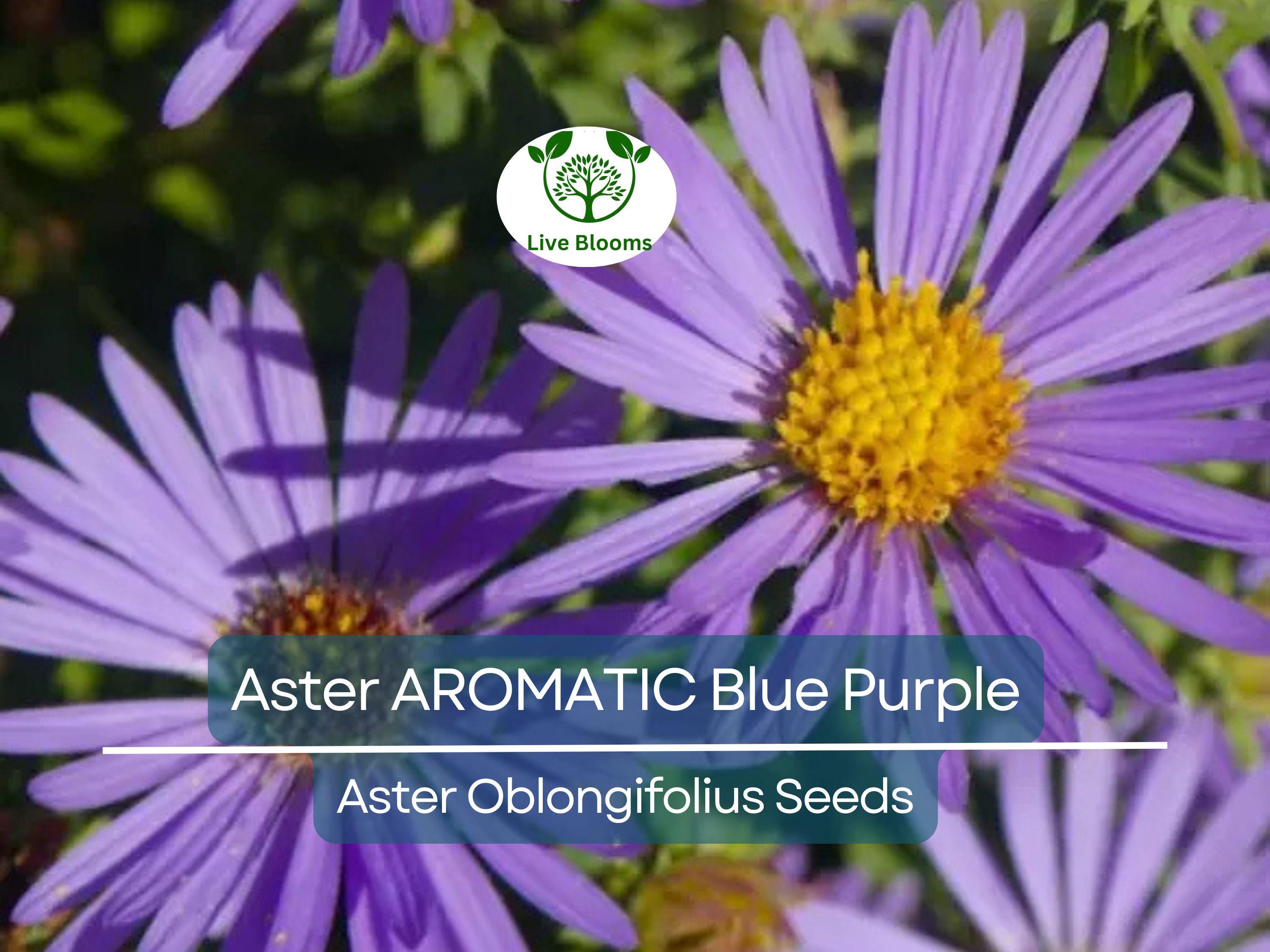 200 Aster AROMATIC Blue Purple Perennial Seeds, Heirloom, Fall Blooms, Non-GMO, Fragrant, Hardy, Garden Flowers
