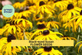 3pcs of 100mg Black-eyed Susan Seeds – Bright Yellow Wildflower for Pollinator Gardens & Sunny Borders Seeds for Planting