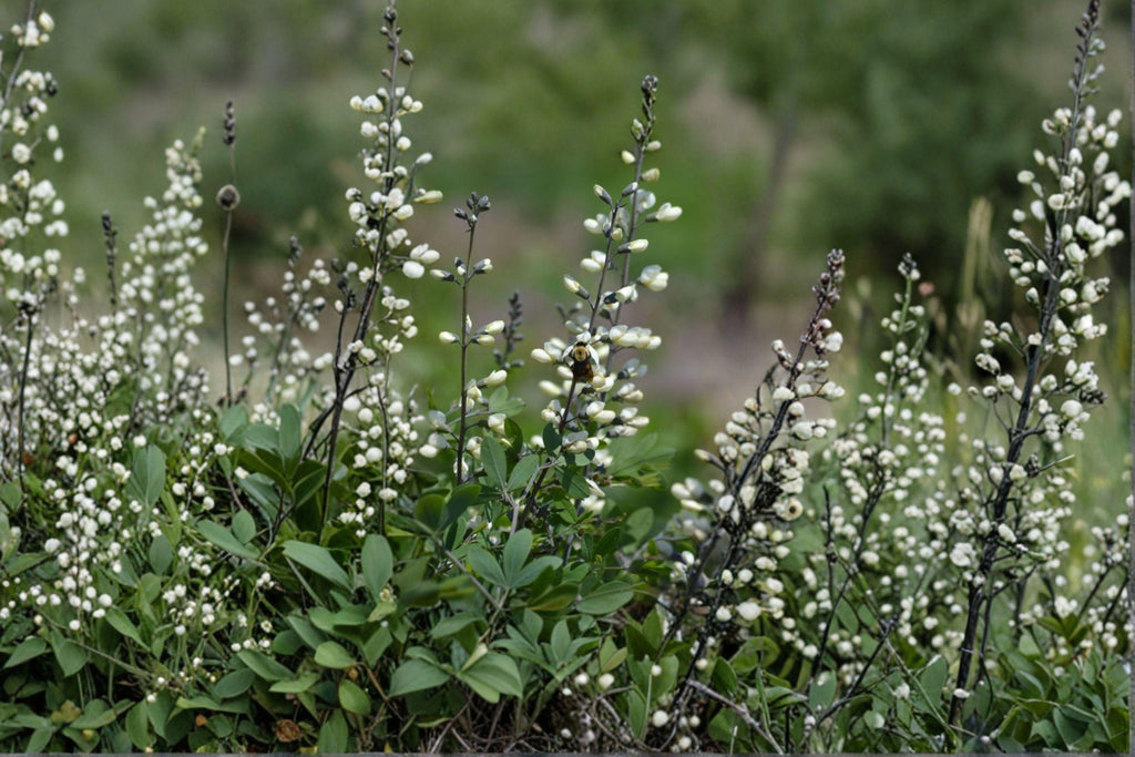 White Wild Indigo – Baptisia alba Seeds | 15 Seeds | Native Perennial Wildflower | Flowering Plant