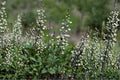 White Wild Indigo – Baptisia alba Seeds | 15 Seeds | Native Perennial Wildflower | Flowering Plant