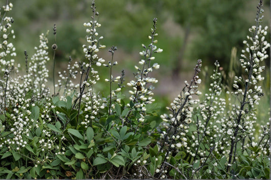 White Wild Indigo – Baptisia alba Seeds | 15 Seeds | Native Perennial Wildflower | Flowering Plant