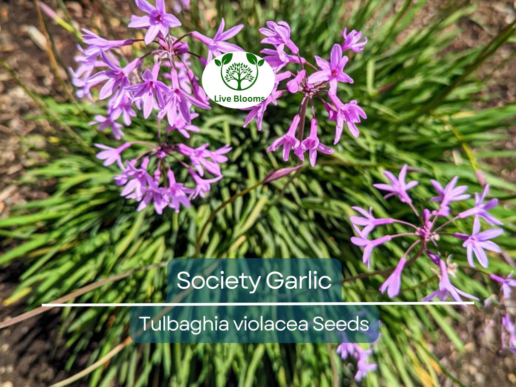 50 Society Garlic Seeds - Ornamental, Edible, Perennial, Flowering (T. violacea) - Purple Blooms, Aromatic, Garden & Culinary Use