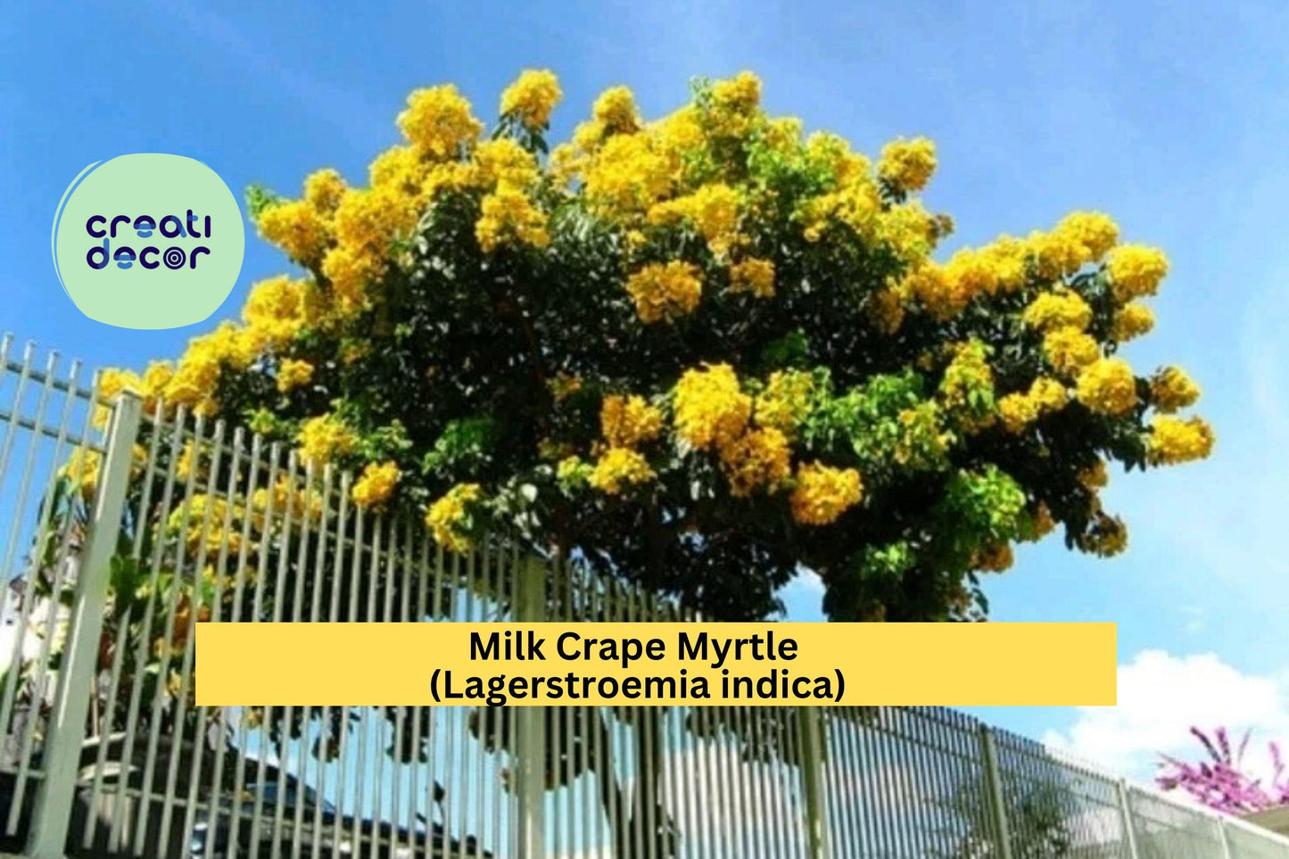 Milk Crape Myrtle Cuttings – Lagerstroemia indica – 7 Unrooted Fast-Growing Starter Cuttings for Summer Garden Blooms