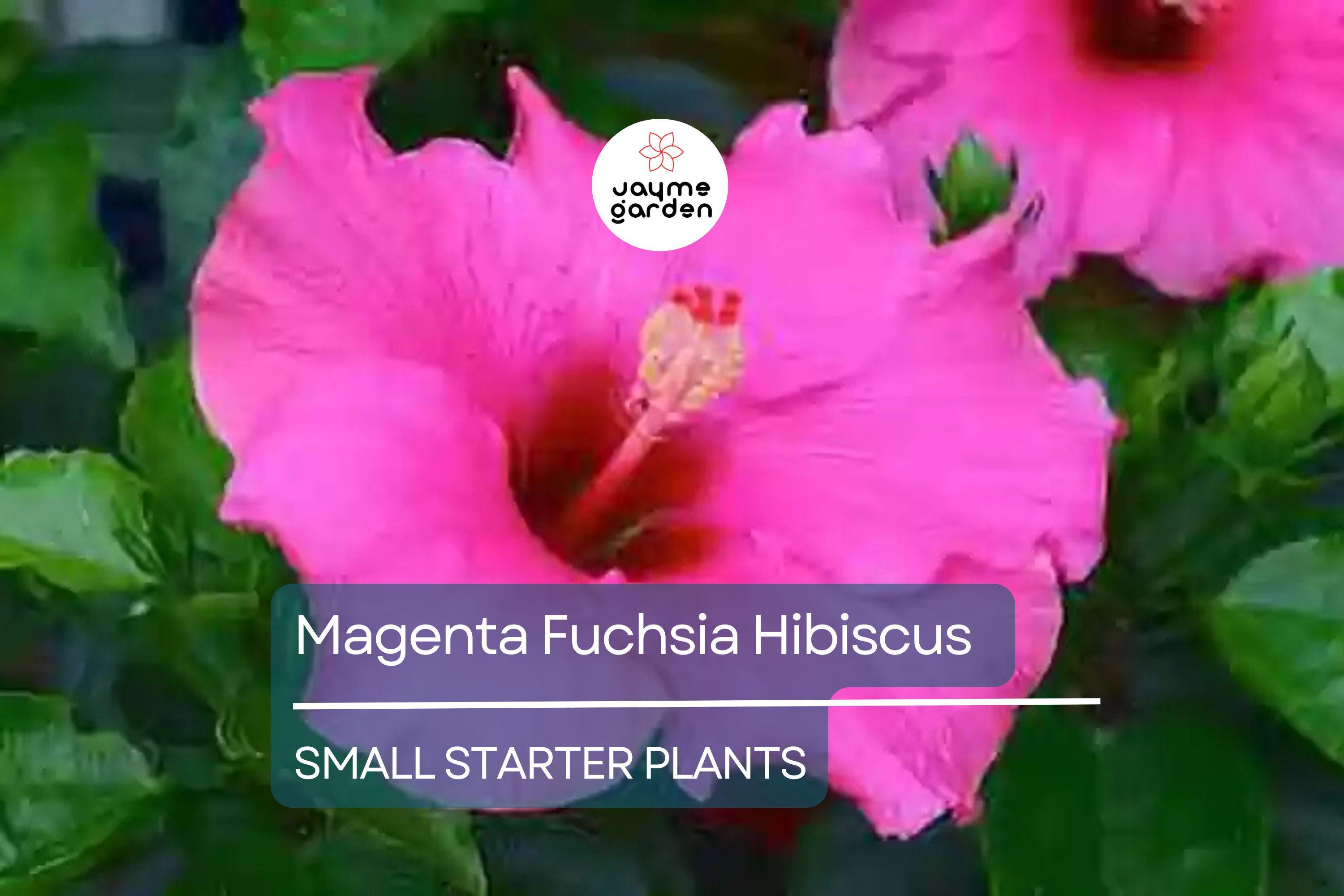 Exotic Magenta Fuchsia Hibiscus Starter Plant - Live Tropical Plant 2-5 Inches Tall - Bare Root Hibiscus for Gardens & Landscaping